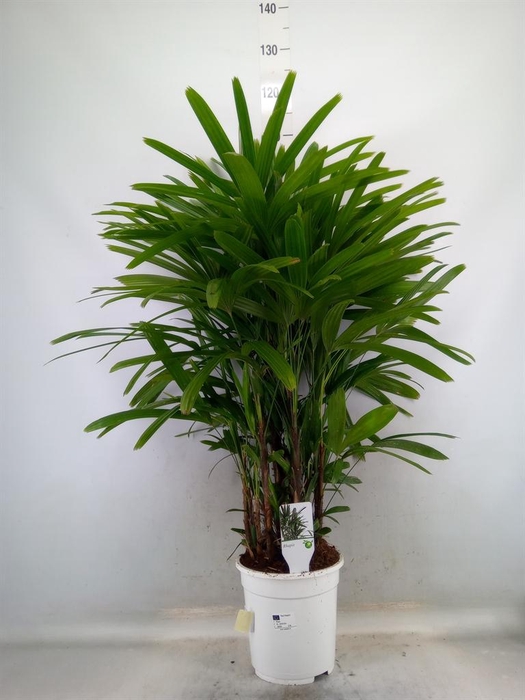 <h4>Rhapis excelsa</h4>