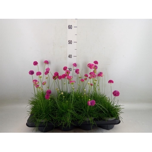 Armeria maritima 'Armada Rose'