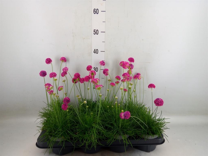 <h4>Armeria maritima 'Armada Rose'</h4>