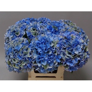 Hydrangea royal parade classic