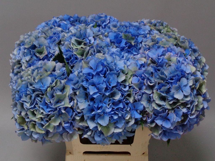 <h4>Hydrangea royal parade classic</h4>