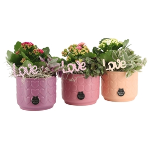 21617: Lovess arrangement