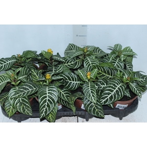 APHELANDRA COM FLOR P15 COM FLOR