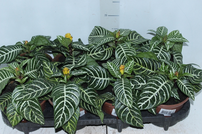 <h4>APHELANDRA COM FLOR P15 COM FLOR</h4>