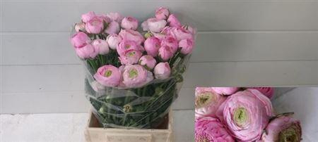 <h4>Ran Am Marshmallow</h4>