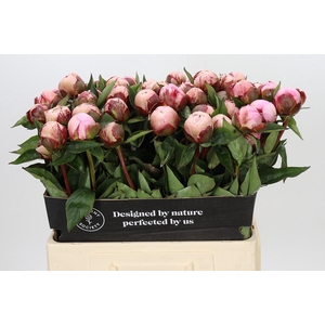 Paeonia Nick Shaylor