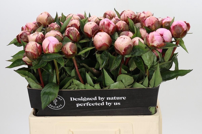 <h4>Paeonia Nick Shaylor</h4>
