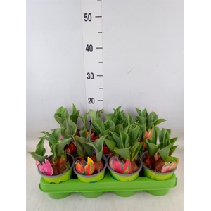 Tulipa   ...mix 4