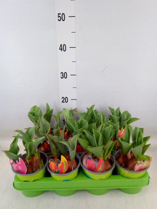 <h4>Tulipa   ...mix 4</h4>