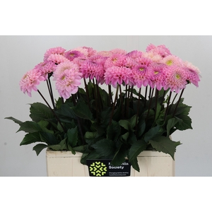 Dahlia Wizard of Oz