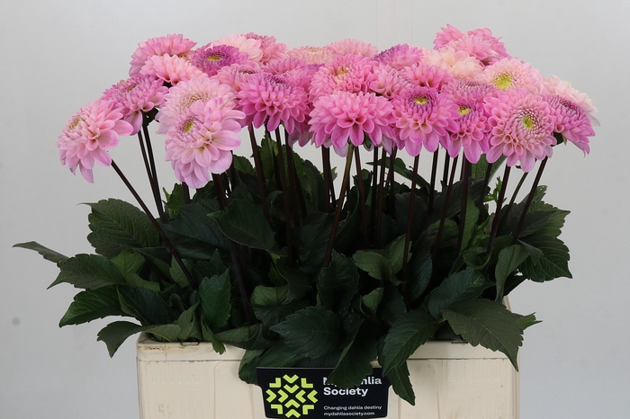 <h4>Dahlia Wizard of Oz</h4>