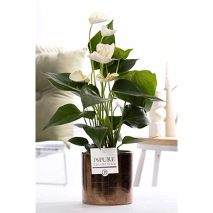 Anthurium white (Elido) in P&PURE Juliette gold bronze