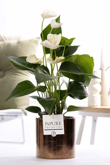 <h4>Anthurium white (Elido) in P&PURE Juliette gold bronze</h4>