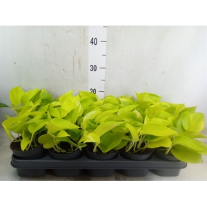 Epipremnum pinn. 'Golden Pothos'