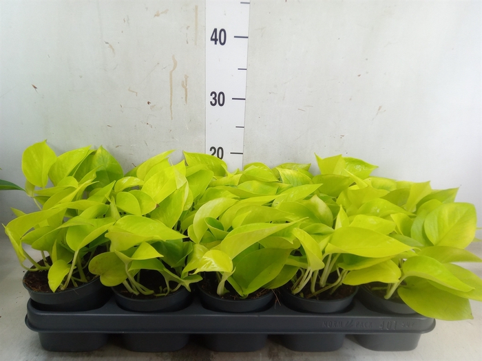 <h4>Epipremnum pinn. 'Golden Pothos'</h4>