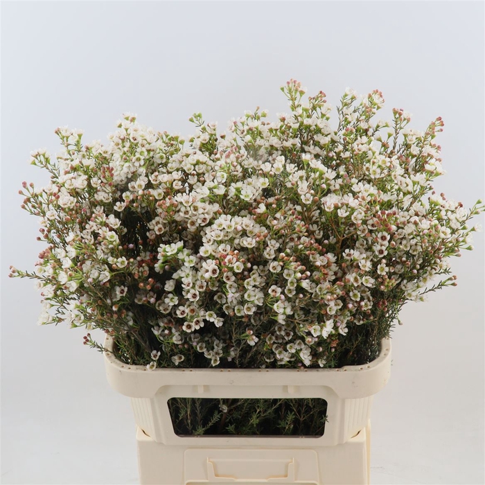 <h4>Chamelaucium Ella</h4>