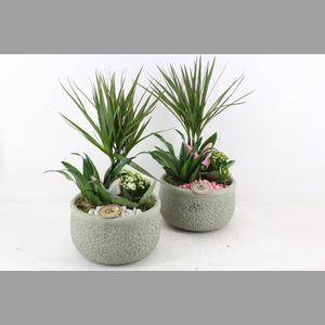 arr2 PL - Ker. bolpot groen Dracena - wit/roze