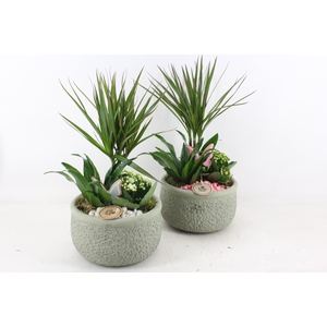 arr2 PL - Ker. bolpot groen Dracena - wit/roze