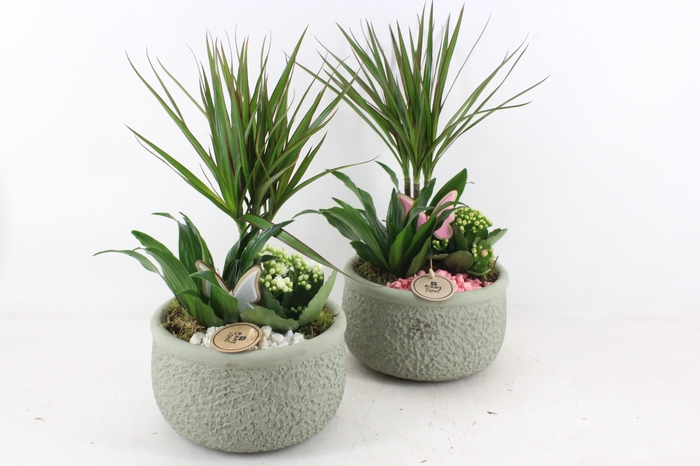 <h4>arr2 PL - Ker. bolpot groen Dracena - wit/roze</h4>