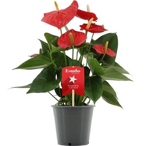 Anthurium Esudo in transparant sleeve