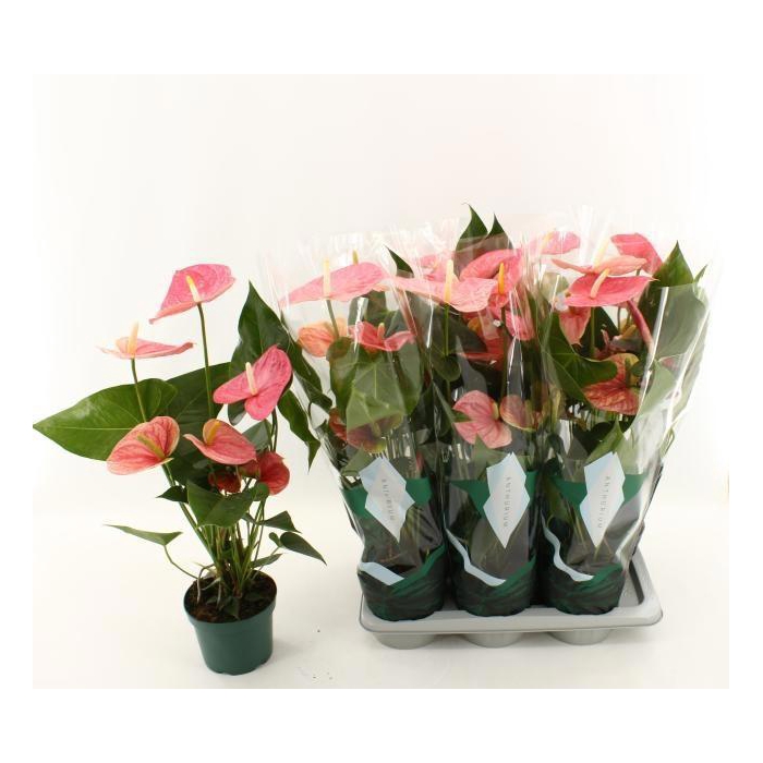 <h4>Anthurium Andreanum Colorado 17Ø 70cm 5fl</h4>