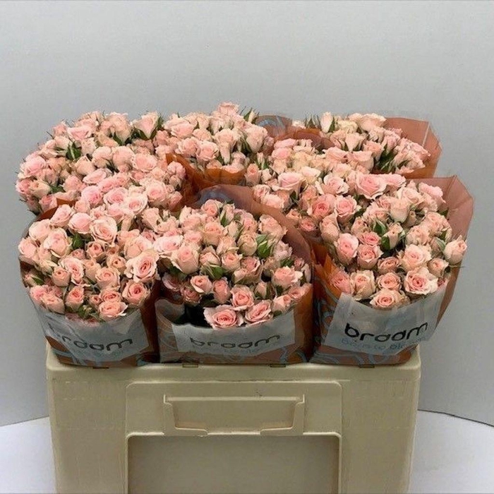 <h4>Rosa spray lydia</h4>