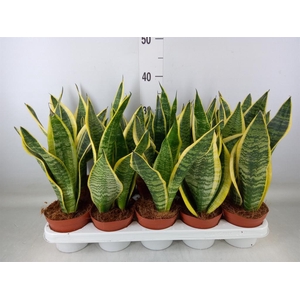 Sansevieria trifa. 'Futura Superba'