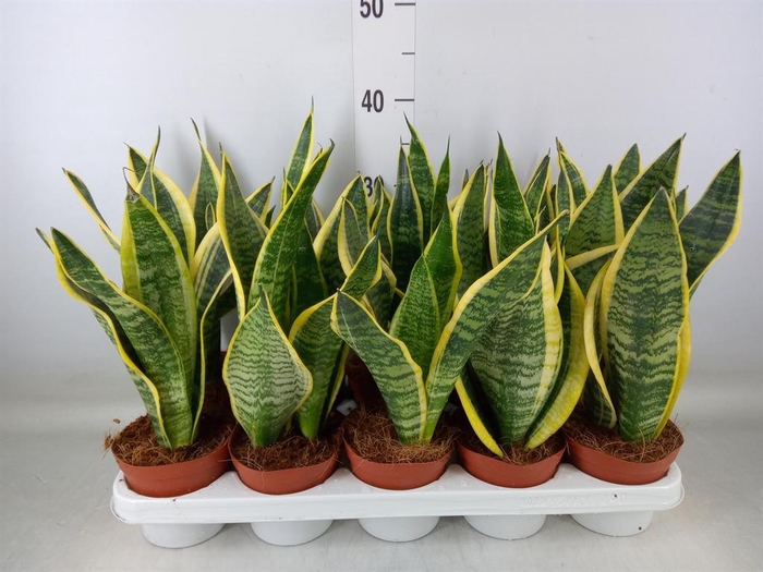 <h4>Sansevieria trifa. 'Futura Superba'</h4>