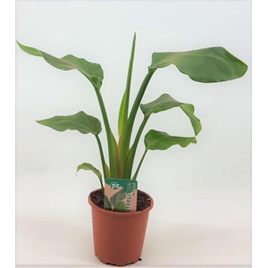 Strelitzia nicolai 13 cm 1 pp