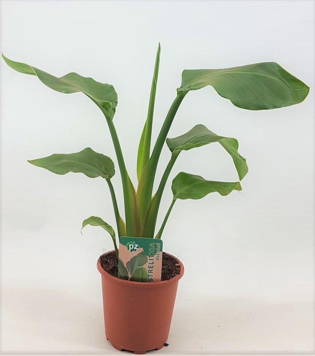 <h4>Strelitzia nicolai 13 cm 1 pp</h4>