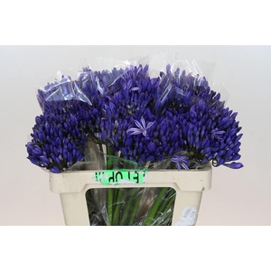 Agapanthus Eyfori Blue