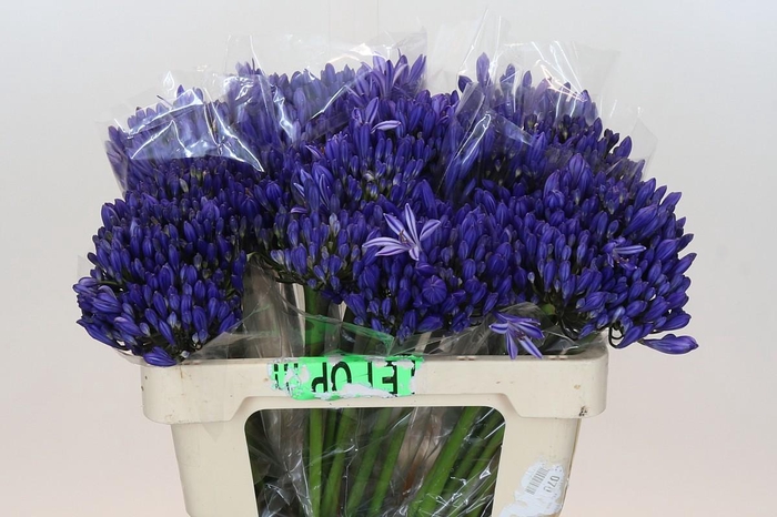 <h4>Agapanthus Eyfori Blue</h4>