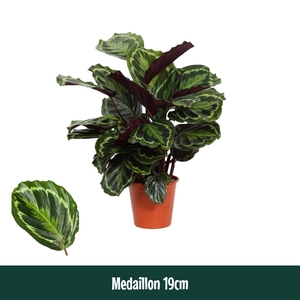Calathea 19cm Medaillon - Living