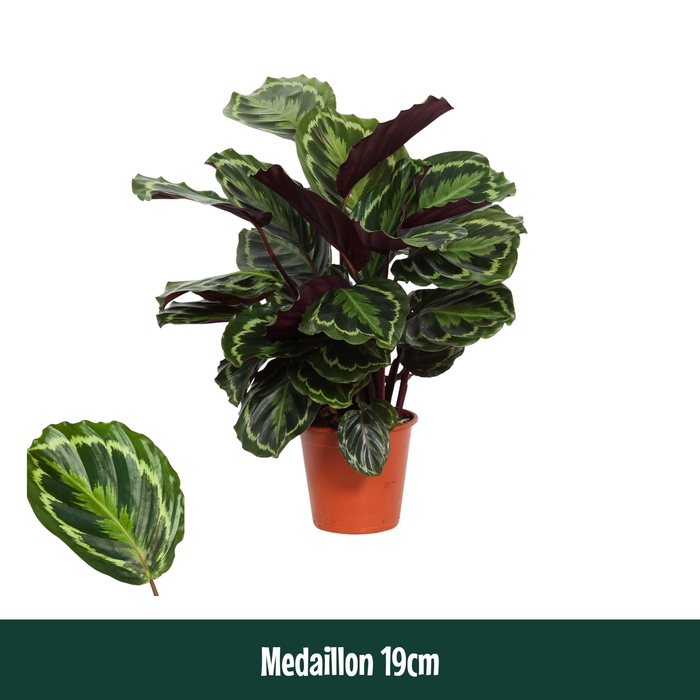 <h4>Calathea 19cm Medaillon - Living</h4>