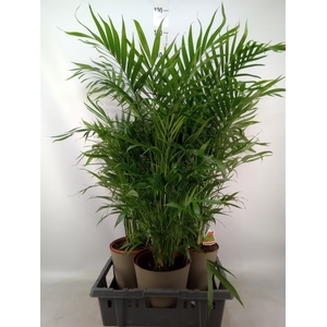 Chamaedorea cataractarum