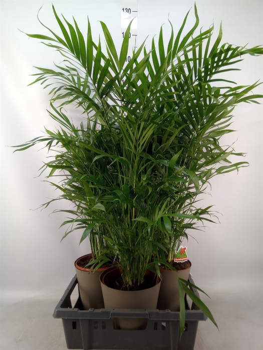 <h4>Chamaedorea cataractarum</h4>