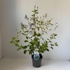 Ceanothus x delilianus Gloire de V
