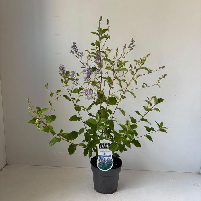 <h4>Ceanothus x delilianus Gloire de V</h4>