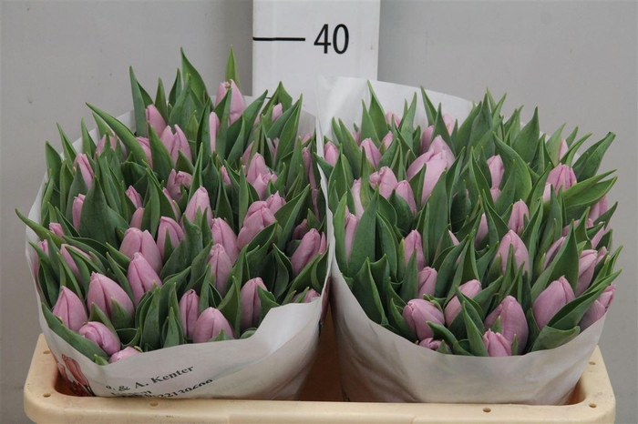 <h4>Tu En Candy Prince</h4>