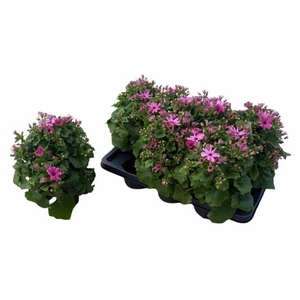 PERI C MAN P ROSE CH