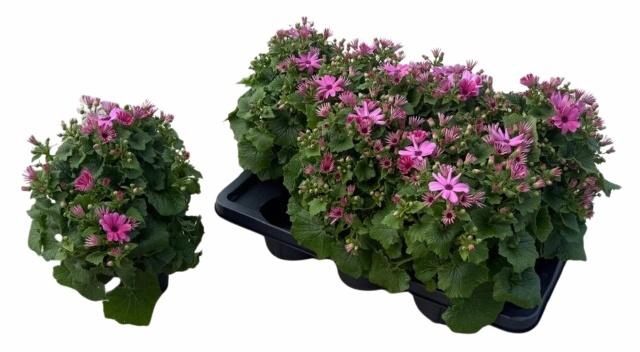 <h4>PERI C MAN P ROSE CH</h4>