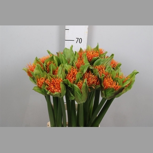 Scadoxus M Flame