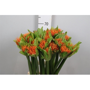 Scadoxus M Flame