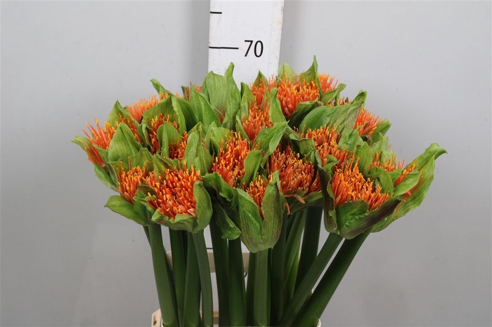 <h4>Scadoxus M Flame</h4>