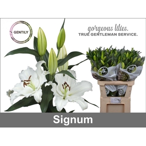 Li Or Signum 5+