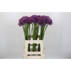 Allium Gladiator