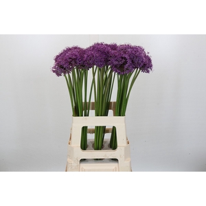 Allium Gladiator