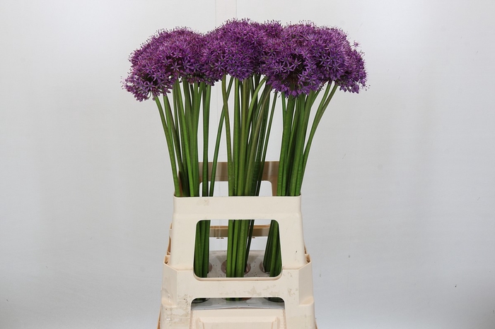 Allium Gladiator
