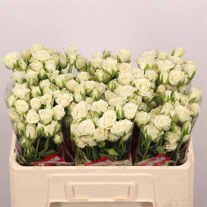 <h4>Rosa spray snowflake</h4>