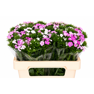 Dianthus Br Amazon Rose Magic
